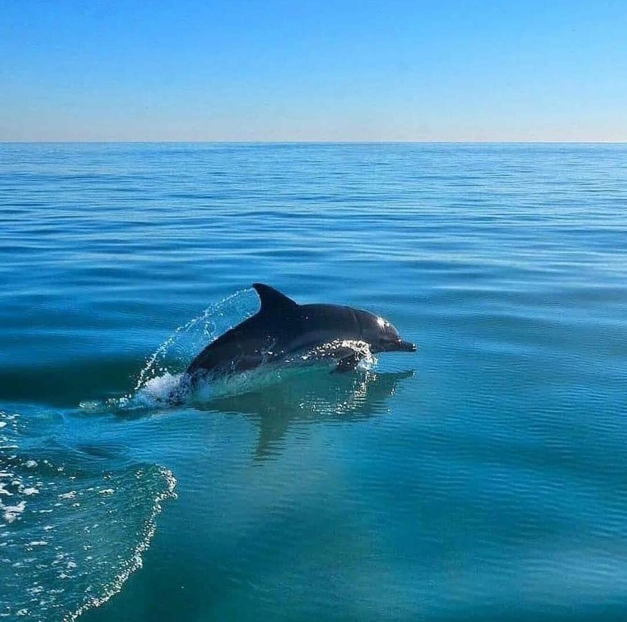 Спиро Гагра Екстер'єр фото